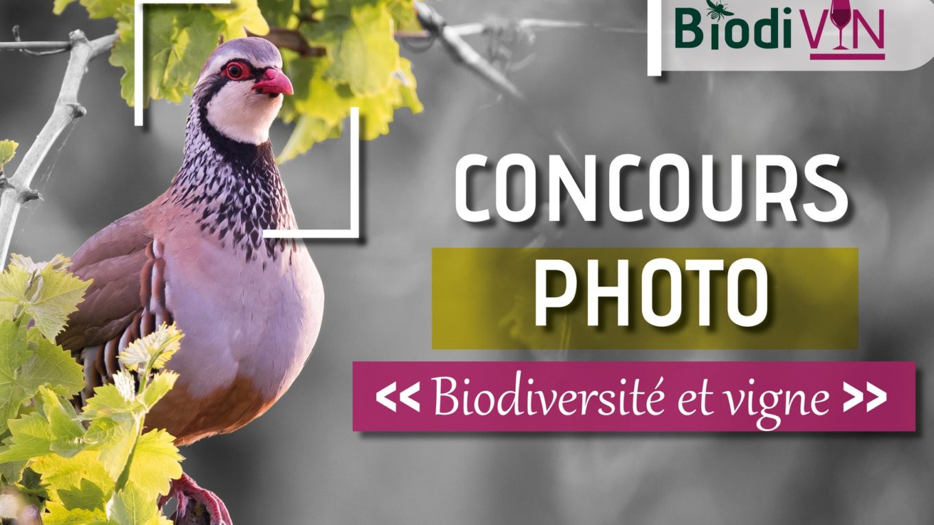 Biodiversité et Vignes - Occitanie