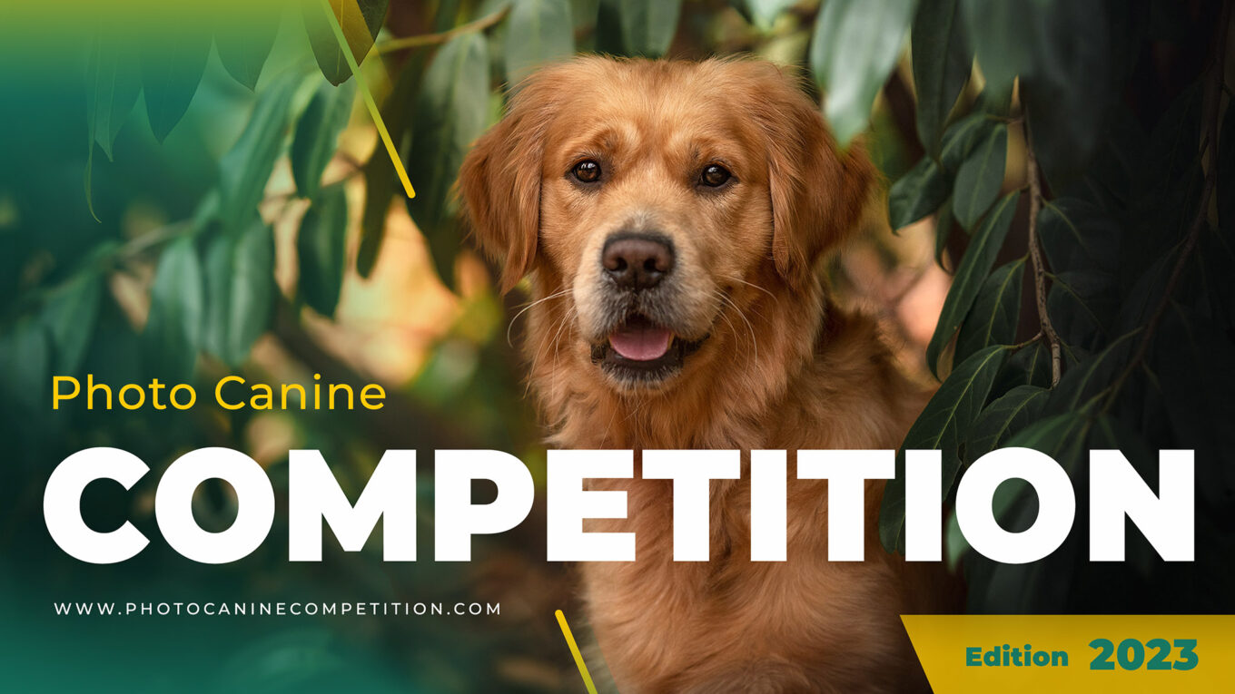 Photo Canine Competition
