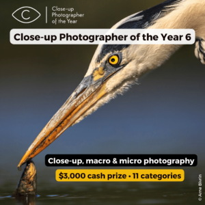 Close-up Photographer of the Year